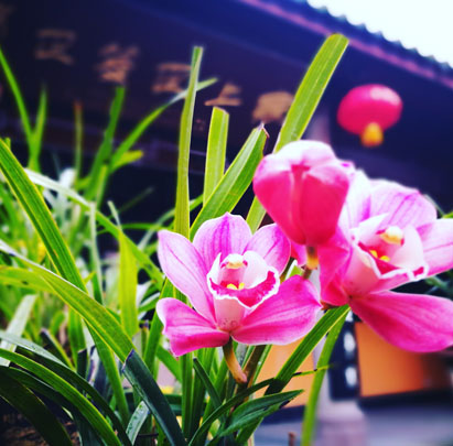 一日禅：心外无佛