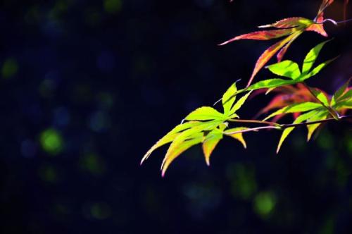 梁启超：最高级的聪明，是靠谱