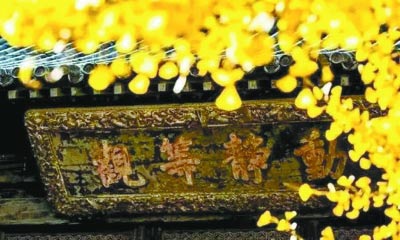 北京这些寺庙银杏最有禅意 错过就要再等一个冬春夏 北京这些寺庙银杏最有禅意 错过就要再等一个冬春夏