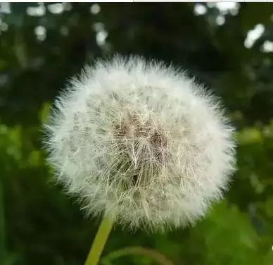 “药草皇后”蒲公英,没想到用来泡水这么厉害! “药草皇后”蒲公英,没想到用来泡水这么厉害!