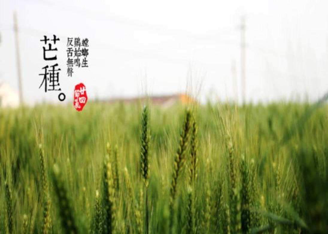 今日芒种，芒种养好生,一年不生病!