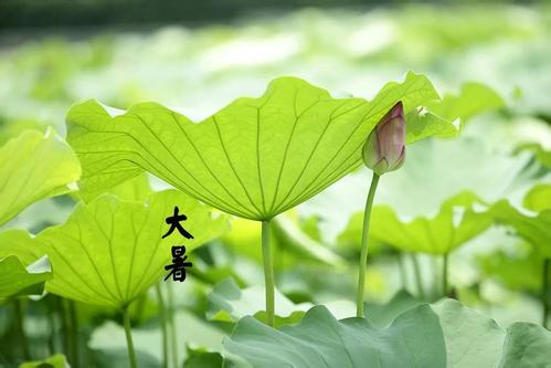 大暑三养:养身、养心、养生 大暑三养:养身、养心、养生