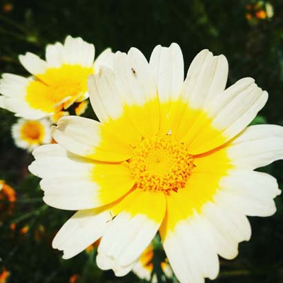  一日禅：菩萨的心